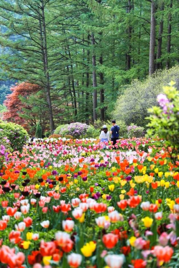 2025 봄꽃페스타: 아침고요수목원에서 만나는 봄의 향연!