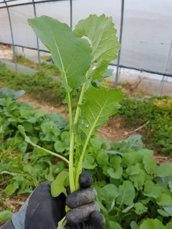 유채 재배 가을 파종 겨울 보온 봄 개화_6