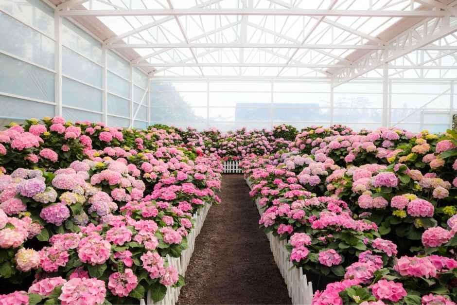 휴애리 수국축제