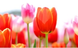 태안 튤립 축제(2025) 일정 맛집 추천관광지 관련 사진