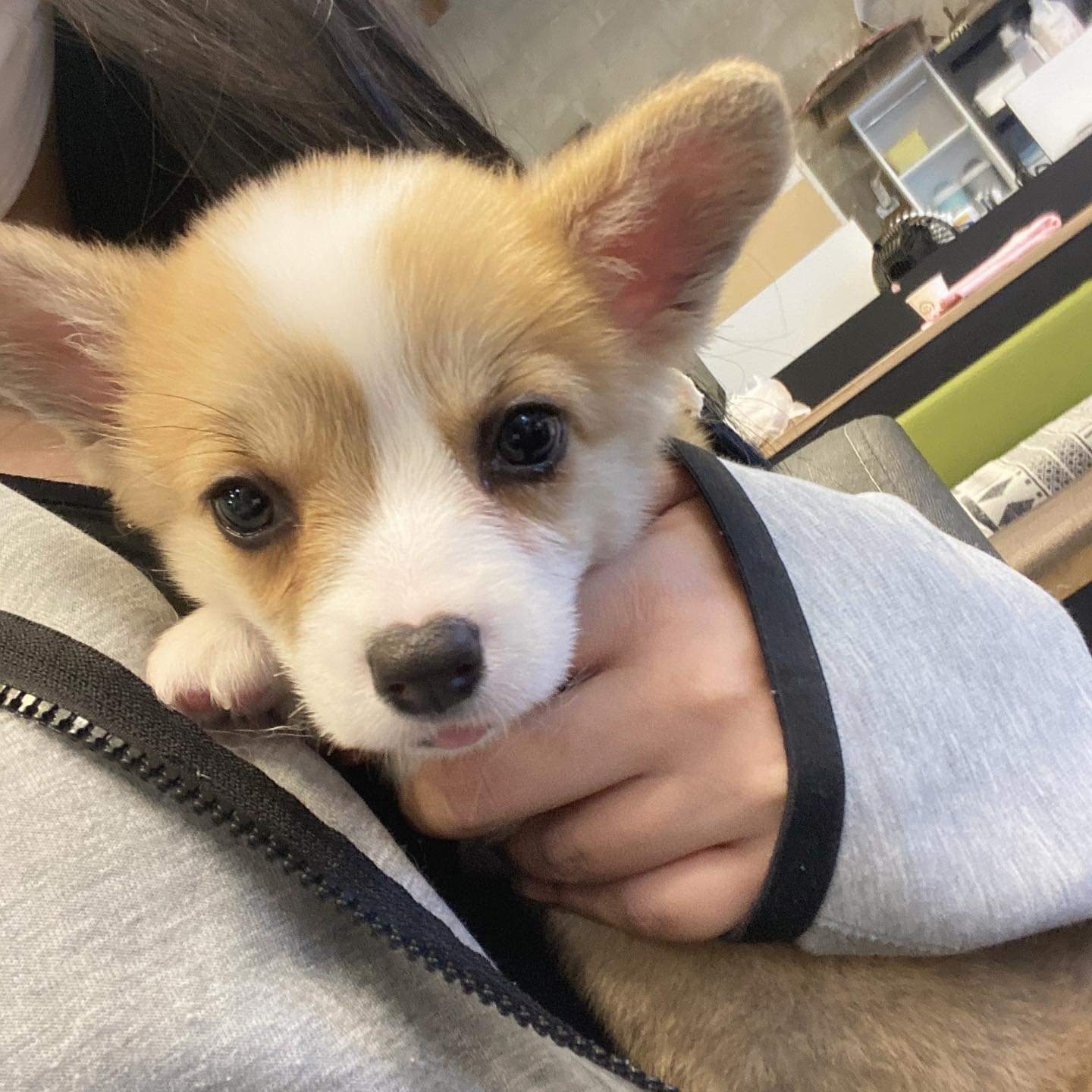 웰시코기 입양한 날