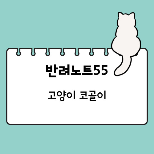고양이 코골이에 대한 글을 소개하는 배너 사진