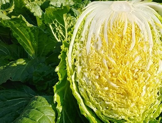 절임배추 파는곳