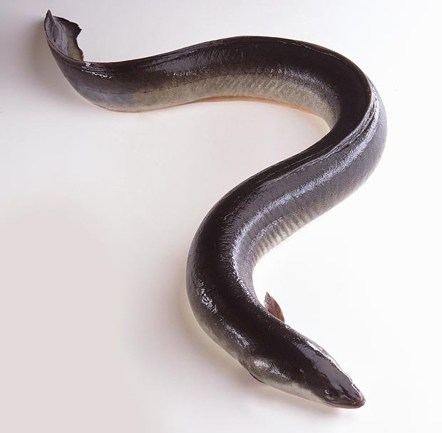 Eel 7