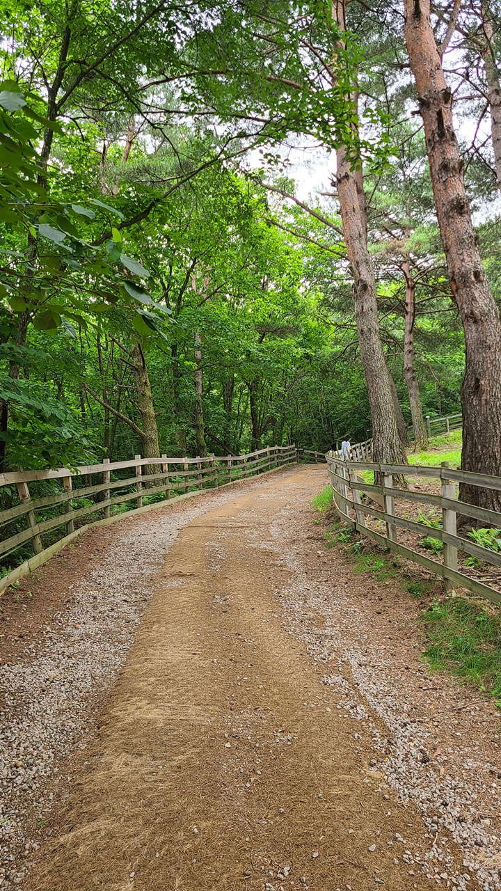 대관령-순수양떼목장
