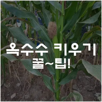 옥수수 키우는 법 품종 파종 수분수 당도 올리는 비결_3