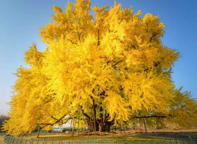 수도권 단풍명소 비교 (장수동, 홍릉수목원, 북한산둘레길)