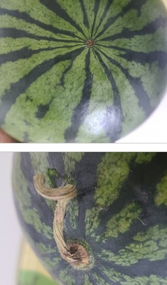 맛있는수박