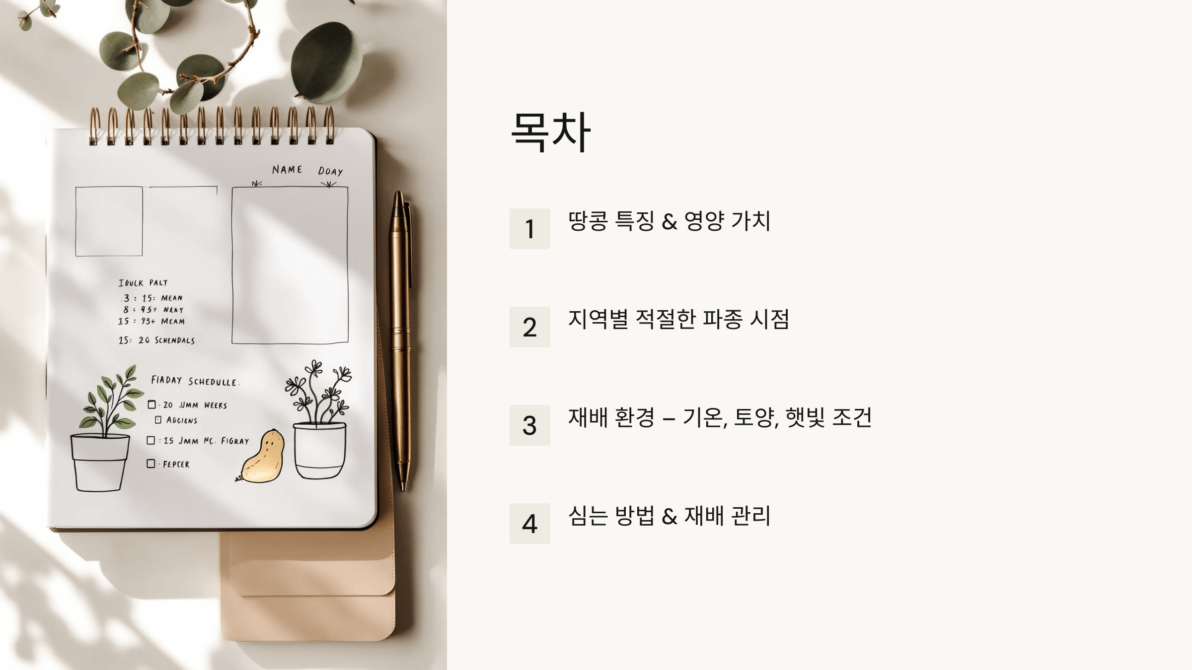 땅콩 사진입니다.