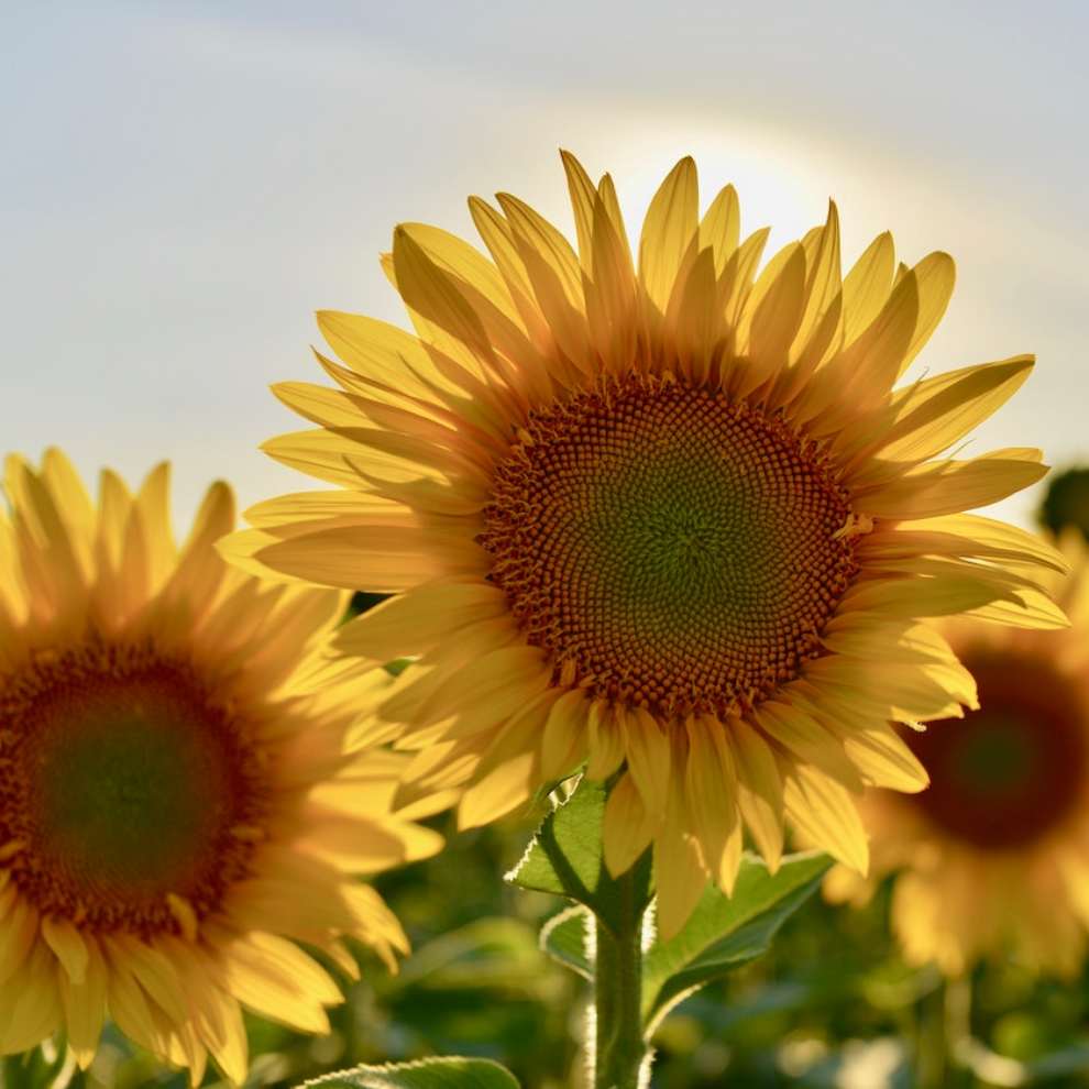 파주 해바라기 축제