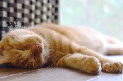 마루 위에서 잠자는 코의 빨간 갈색 호랑이 고양이.