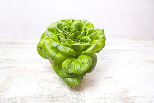 고들빼기 김치 맛나게 담는법 초보도 쉽게 따라하는 집밥 비법에 대한 절임비율_1