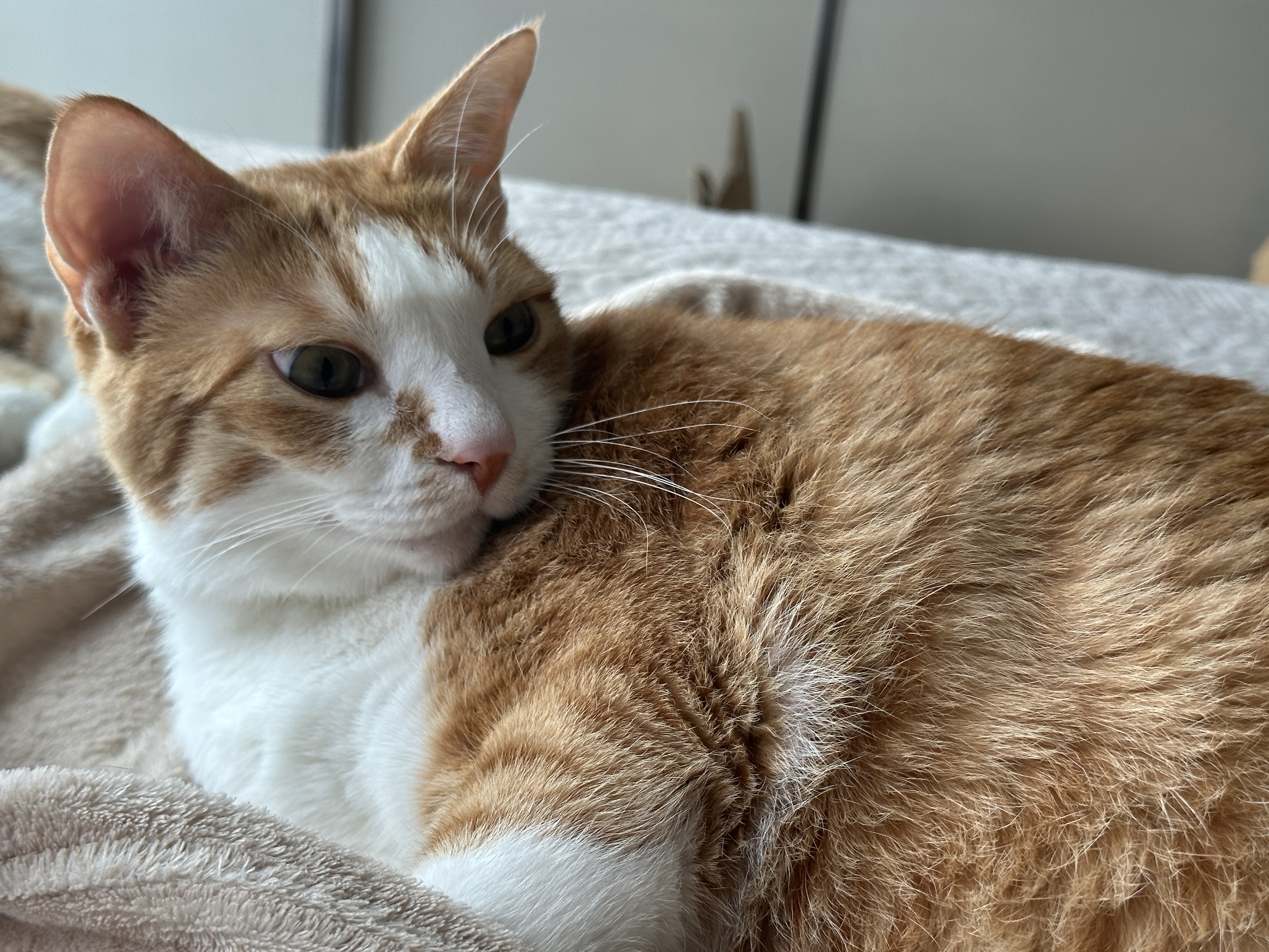 바깥_소리에_집중하고_있는_호야