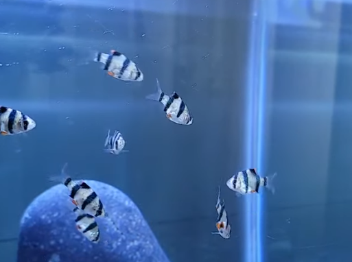 수마트라(Sumatra) 완벽 가이드