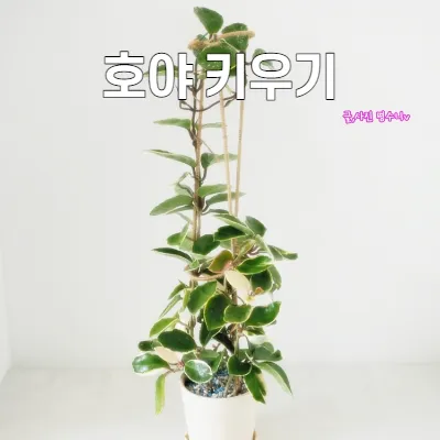 호야 키우기 꽃피우기 번식법 알고 물주기_3