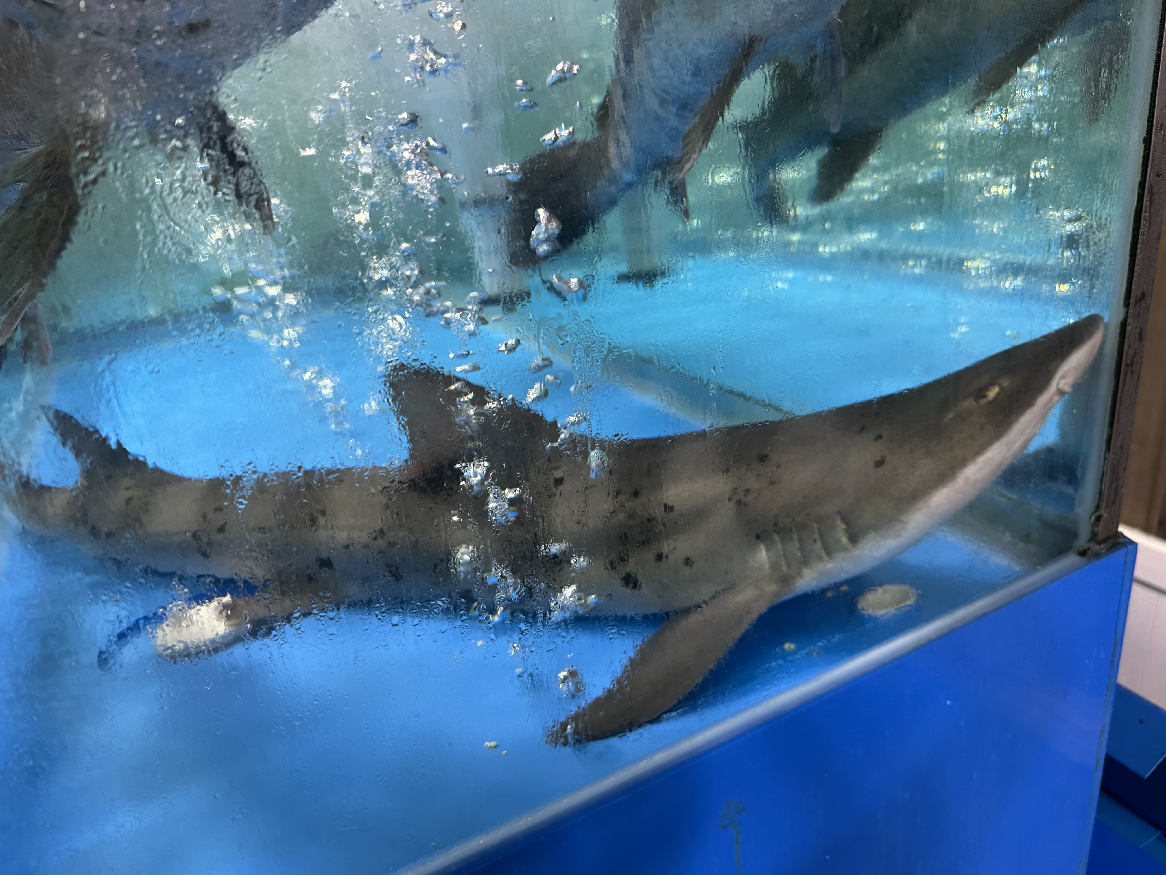 충남 보령, 대천, 무창포 여행 후기3(국내 가족 여행지 추천, 무창포 비체팰리스, 또다시 갯벌체험, 대천 맛집 부페, 점심 밥집 뷔페, 진짜 예쁜 카페 아르나, 분위기 좋은 카페 아르나, 한밤중 닭벼슬섬 산책, 대천항 수산시장 재방문, 찰광어회, 오징어회, 우성수산, 수연호수산, 무창포 비체펠리스, 오션뷰, 밥 해먹을 수 있는 숙소, 무창포 펜션)