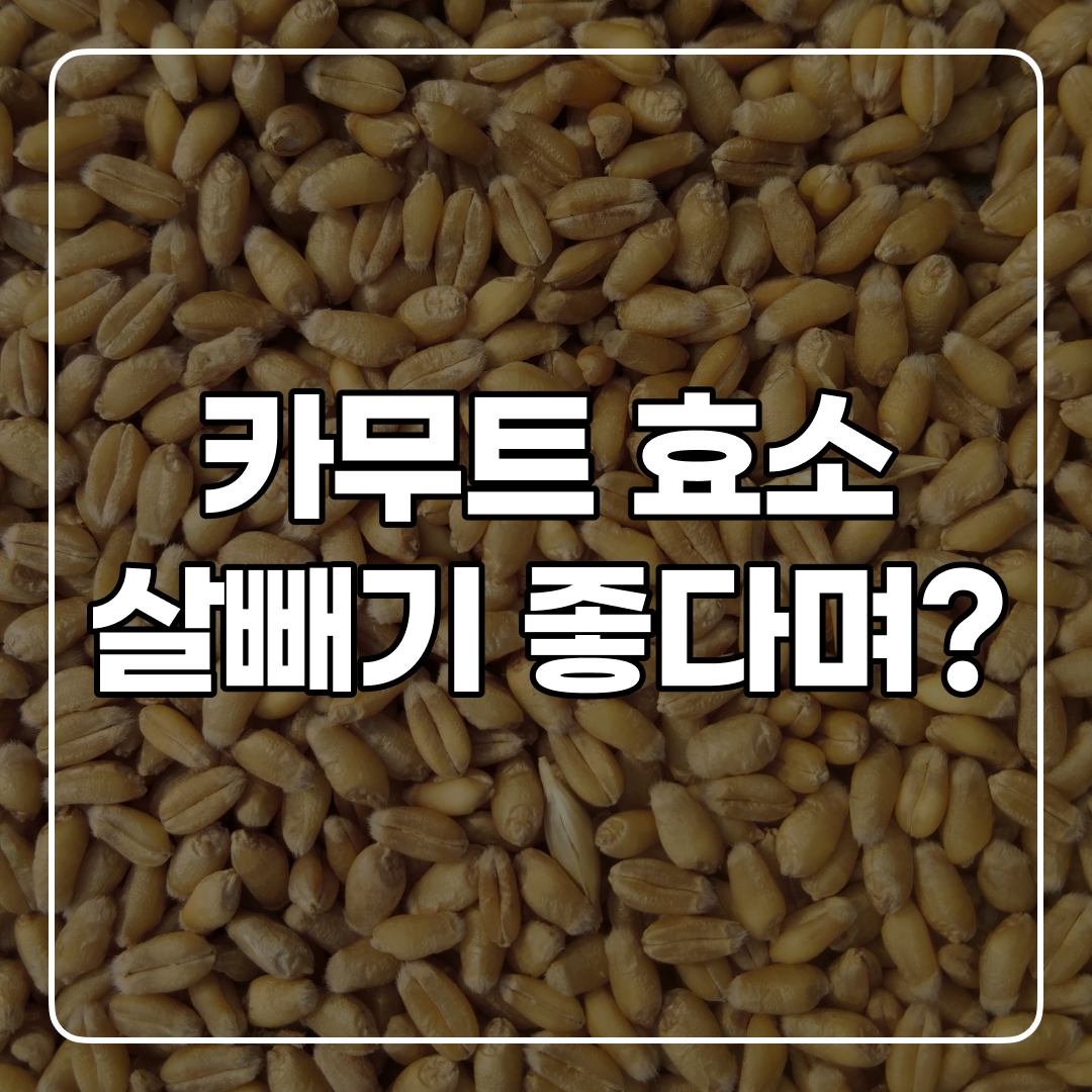 카무트 효소 효능