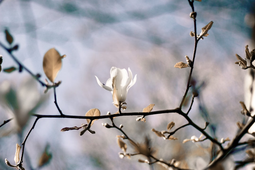 Magnolia