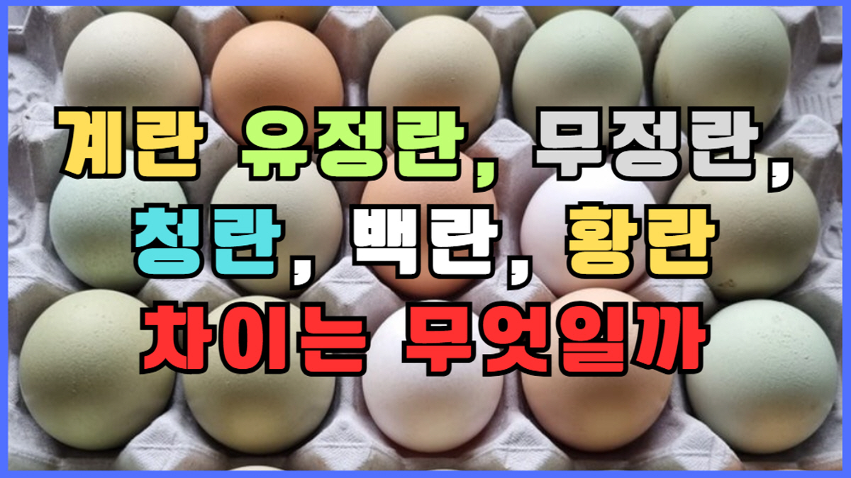 계란 유정란 무정란 청란 백란 황란 차이 비교, 계란 종류별 특징