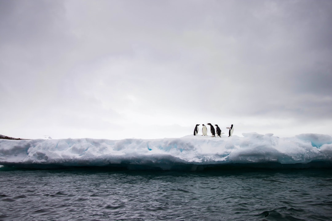 Penguin