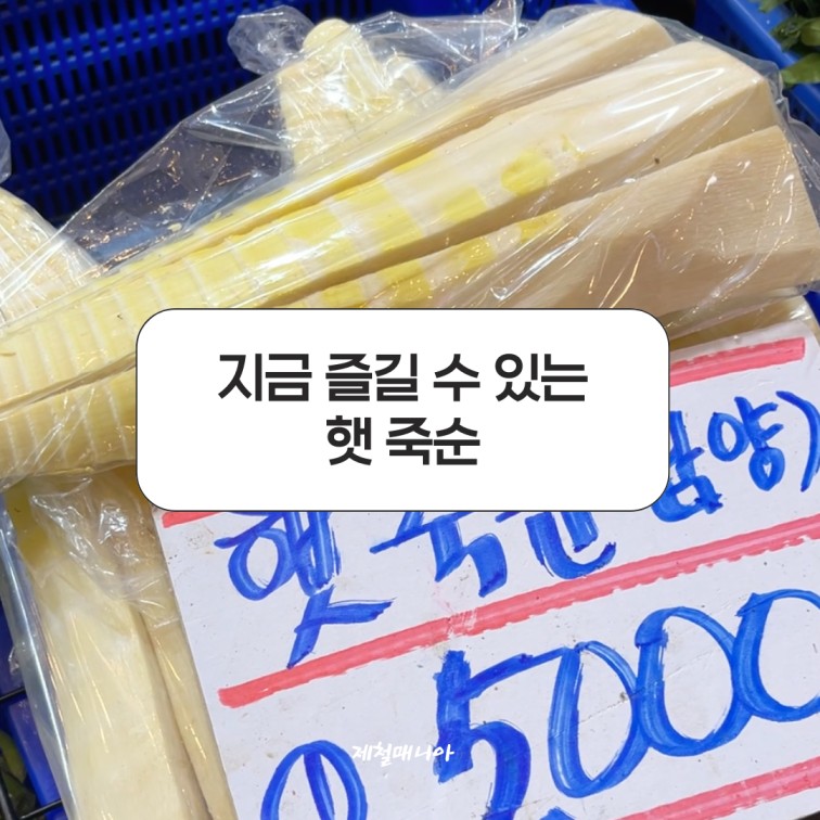 햇 죽순