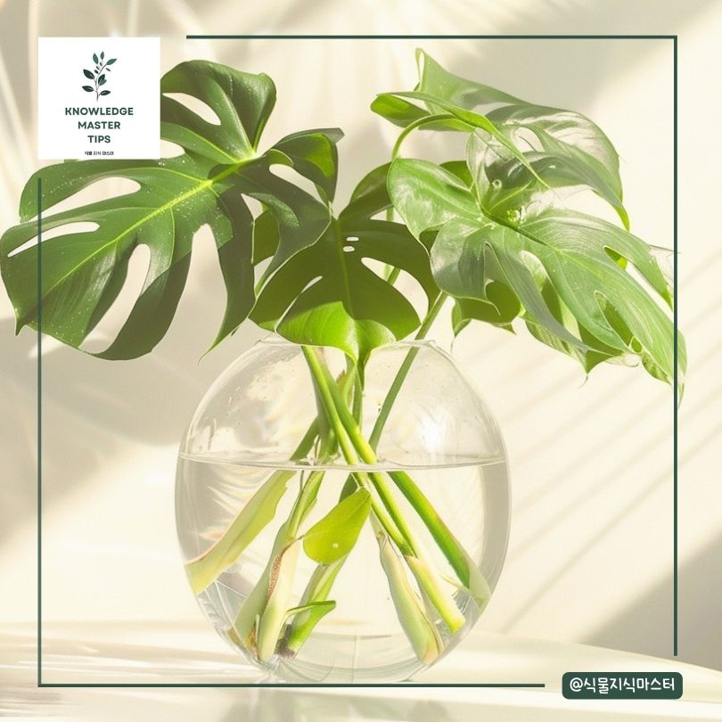 몬스테라 키우기 물에서 흙에서?