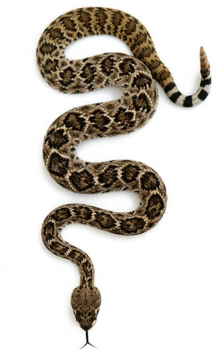 뱀에게휘감기는꿈