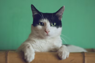 고양이