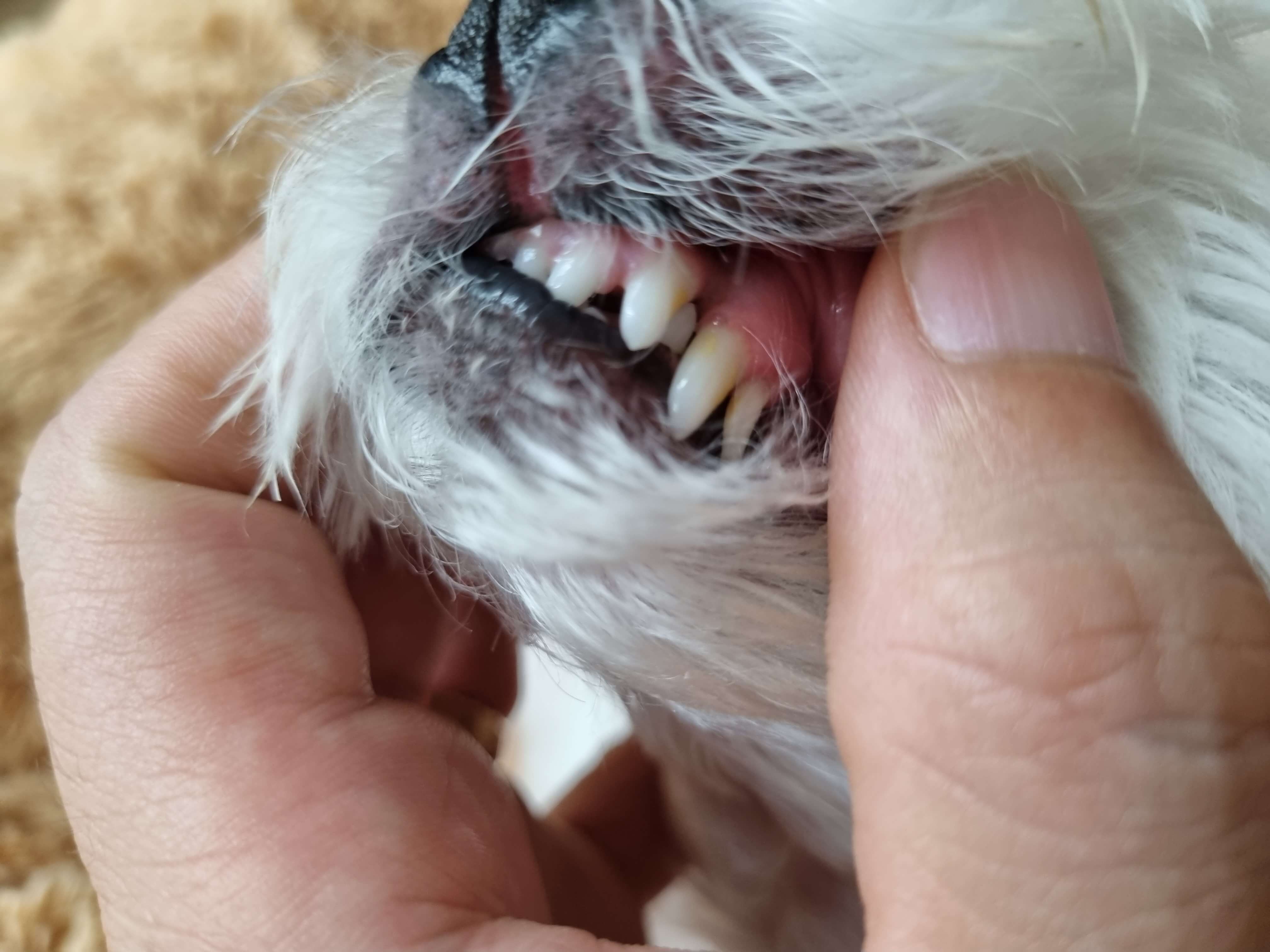 말티즈-치석-제거