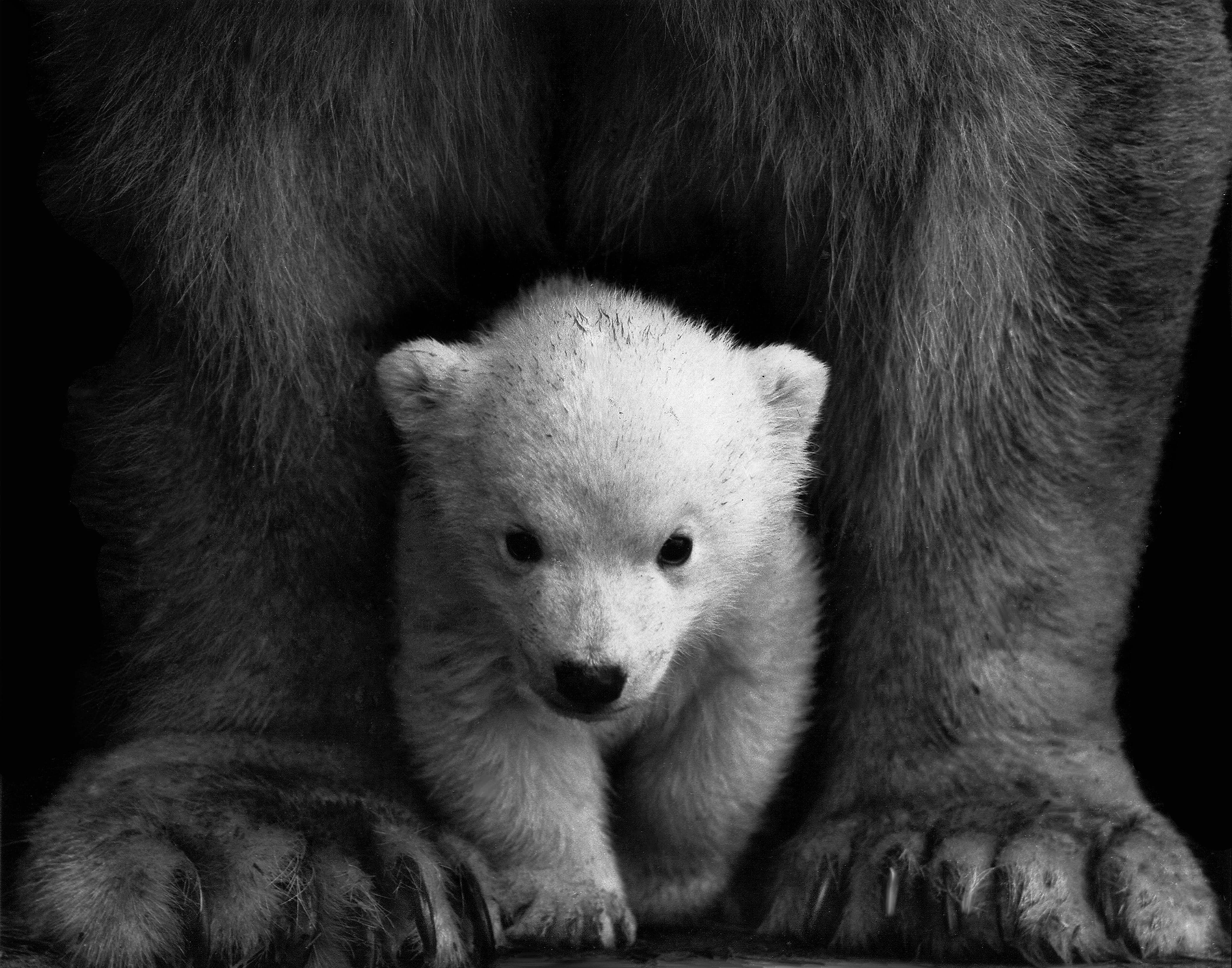 꿈해몽 : 곰 관련(올라타는&amp;#44; 달아나는&amp;#44; 검정 곰&amp;#44; 쓸개&amp;#44; 새끼 곰 등)