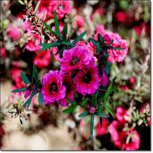 만발한 마누카 꽃