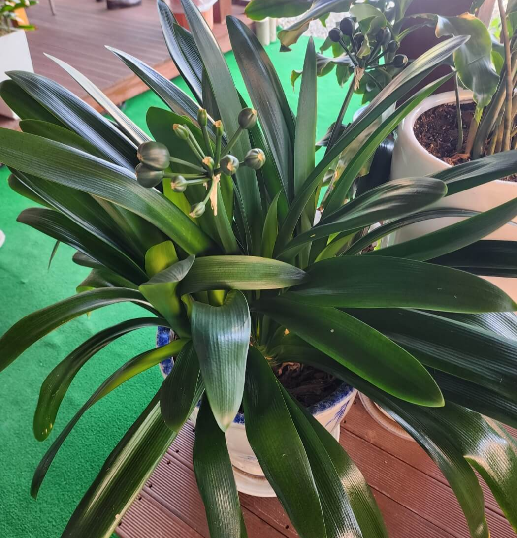 열매가 맺어지고 있는 군자란