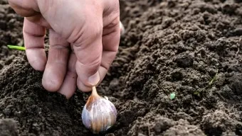 남부지방 마늘심는시기 핵심 가이드_13