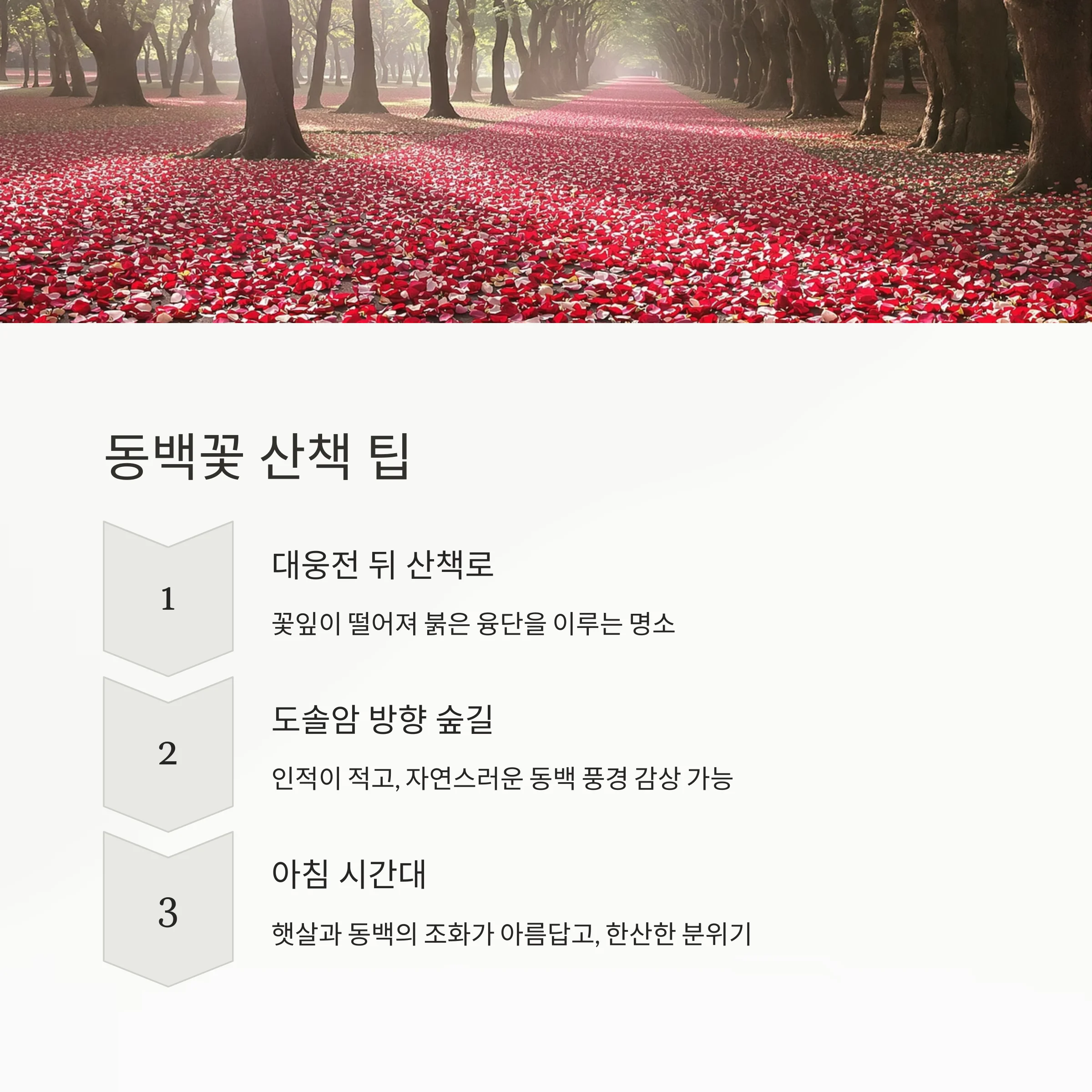 고창 선운사 동백꽃 명소