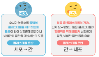 좋은 콜레스테롤 vs 나쁜 콜레스테롤