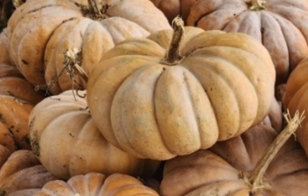 늙은 호박의 효능과 부작용, 맛있게 먹는 방법
