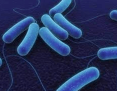 식중독-증상-지속기간-살모넬라균