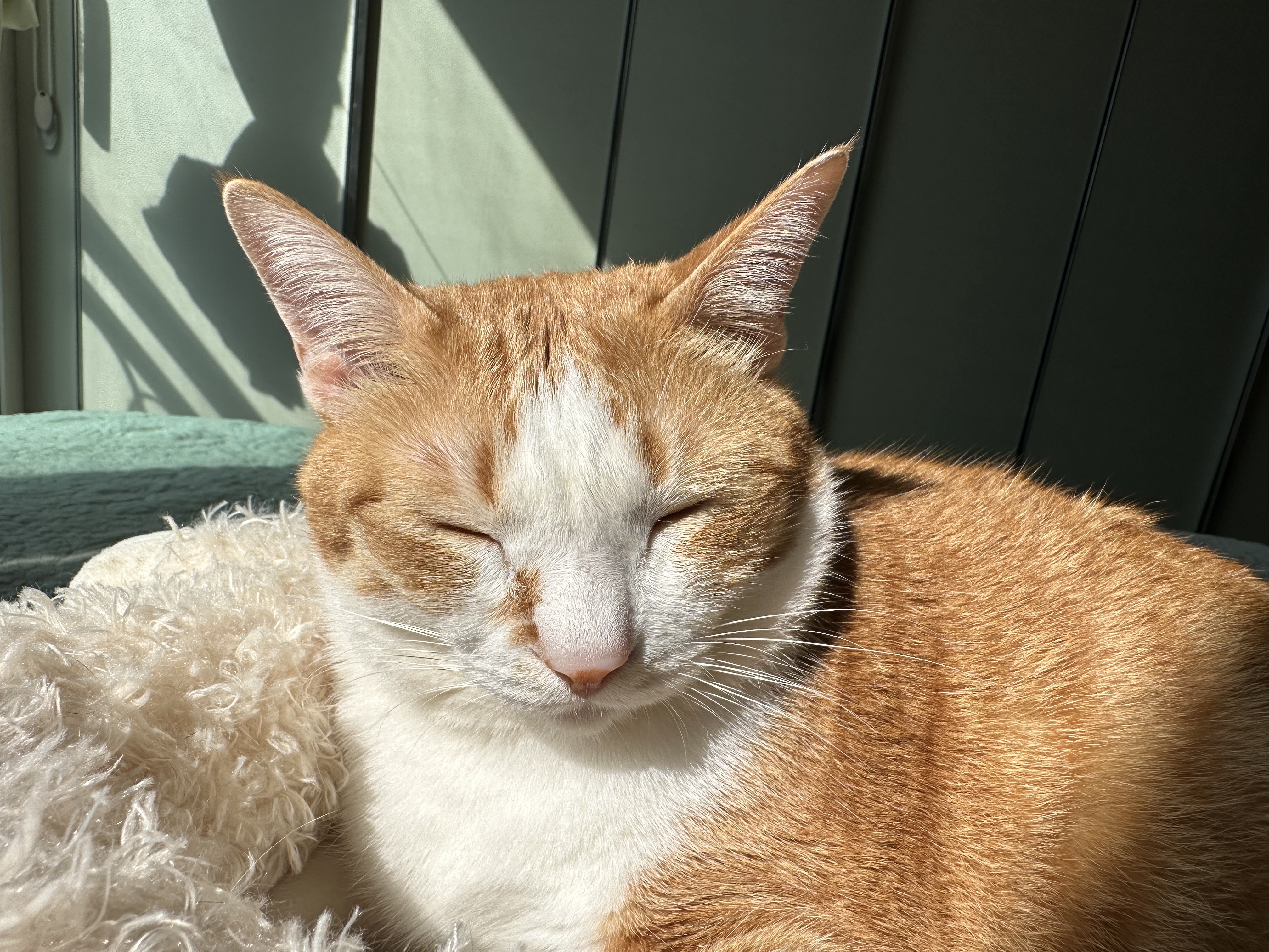 햇살에_눈을_감고_있는_호야_얼굴