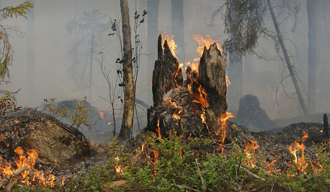 산불 방화 처벌