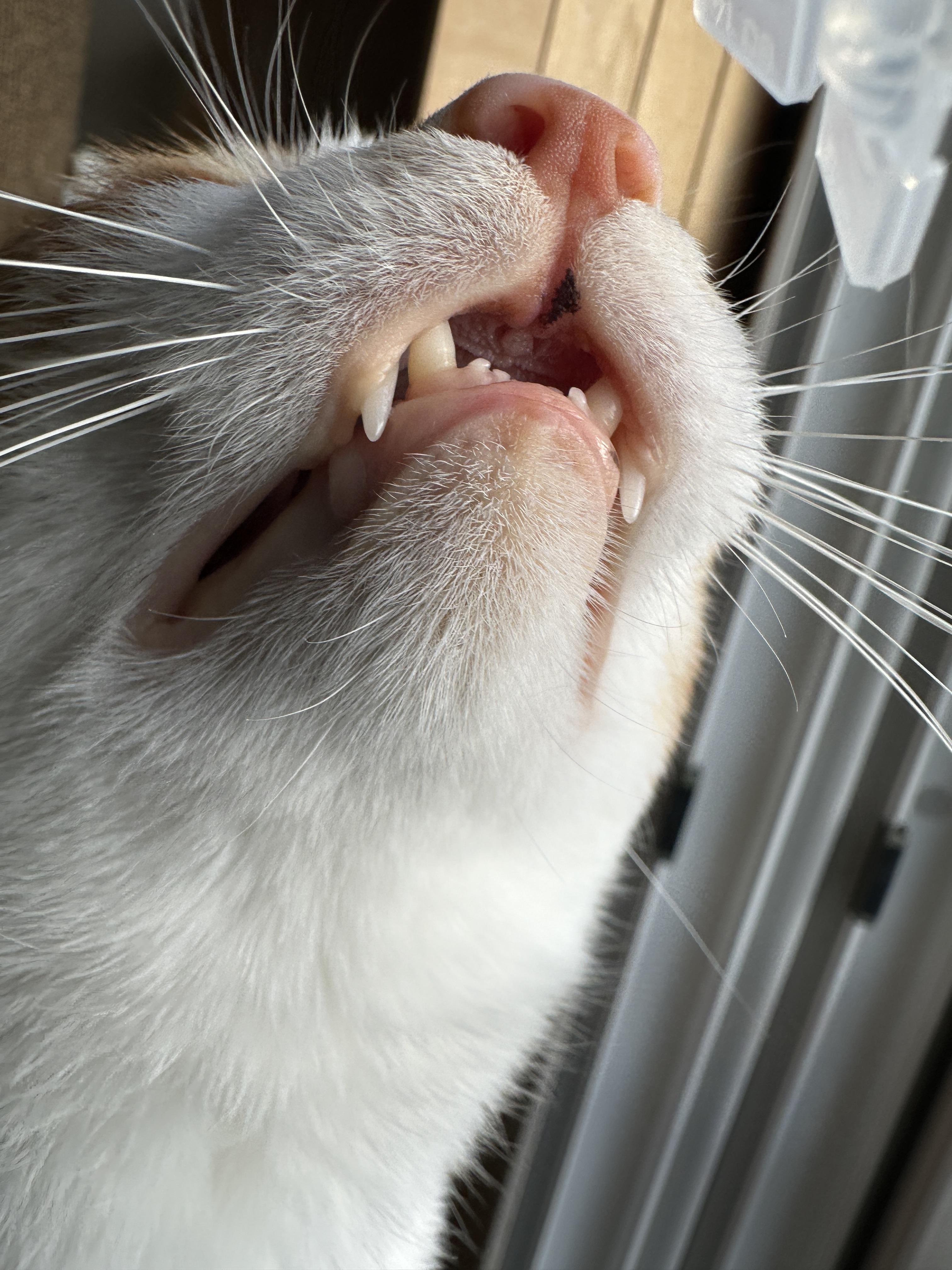 고양이_황달_증상_노란색_입술_2