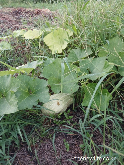 밭에서 자라는 둥근 애호박과 초록 잎 – 애호박 효능의 혈압 안정과 심혈관 관련 실물 사진(1)