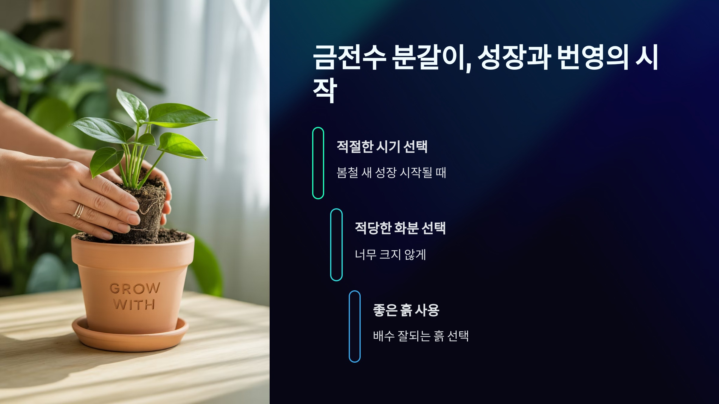 금전수 분갈이, 성장과 번영의 시작