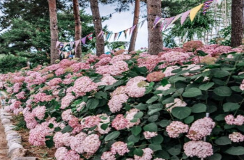 공주 수국축제 유구 색동 수국 정원_10