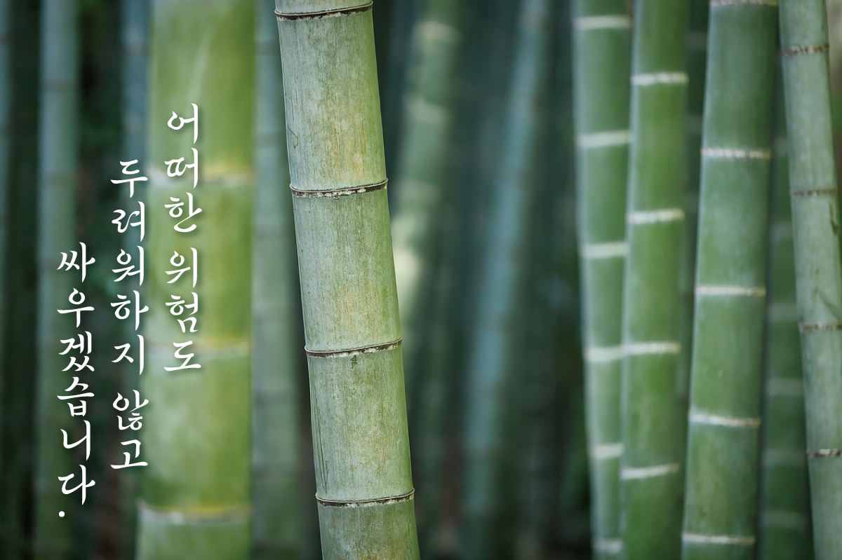 캘리그라피 글씨체 무료 폰트