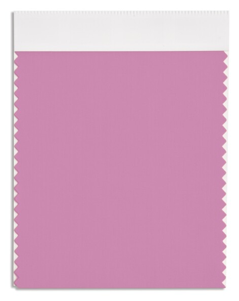 크로커스(Crocus)