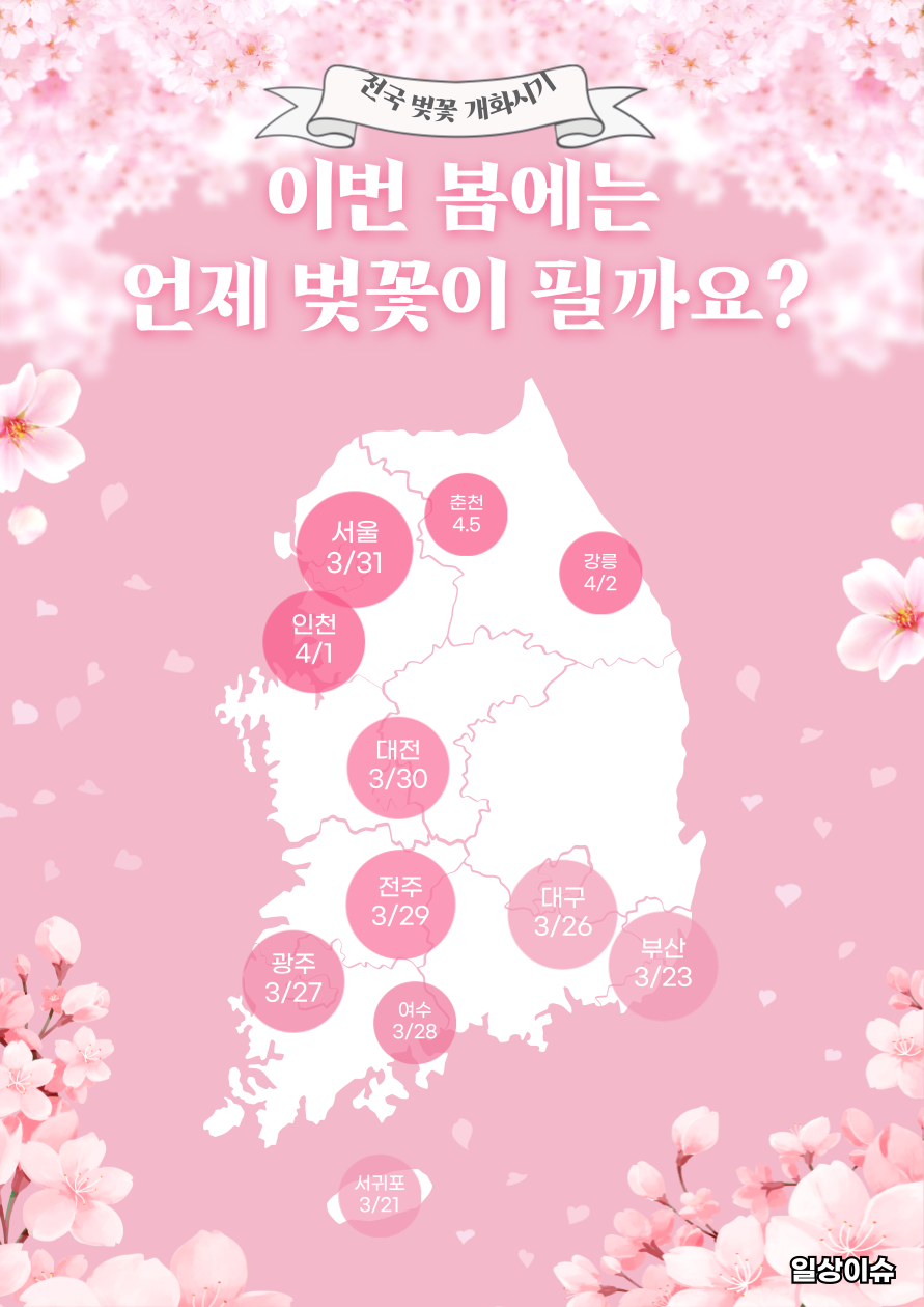 2025년 벚꽃