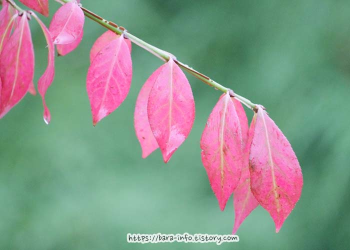 빨간-단풍