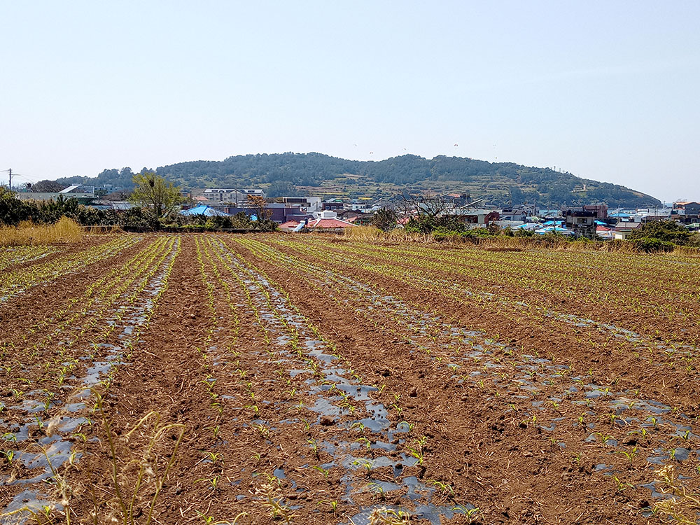 올레길 19코스: 조천만세동산에서 김녕서포구까지