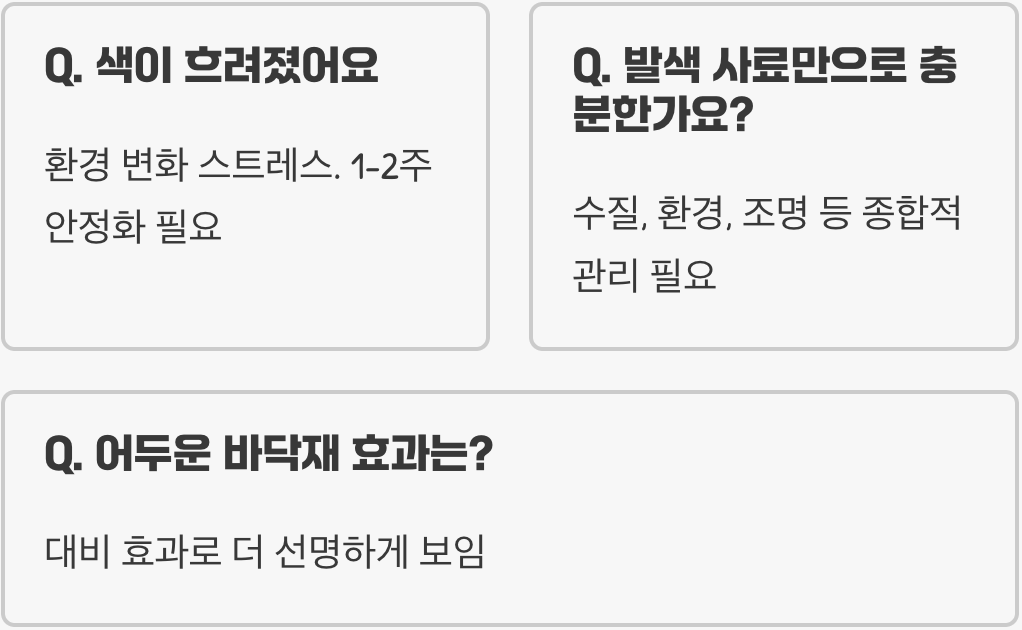 고정구피 발색, 어떻게 해야 더 예뻐질까? (발색의 비밀)