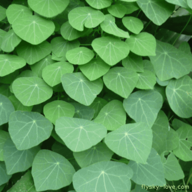 이뇨작용에 효과적인 방기